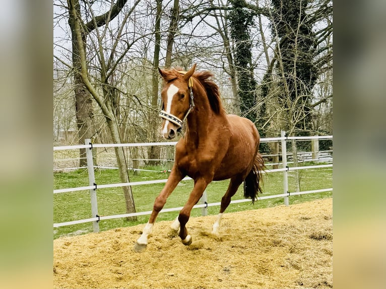 Rhinelander Mare 5 years 17 hh Chestnut-Red in Nordhorn