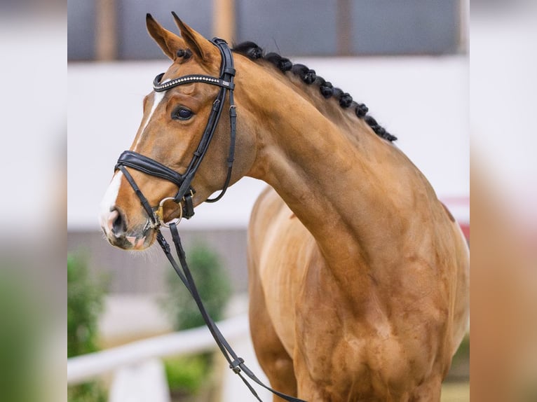 Rhinelander Mare 5 years Chestnut-Red in Münster-Handorf