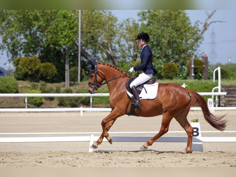 Rhinelander Mare 6 years 15,2 hh Chestnut-Red in Bornheim