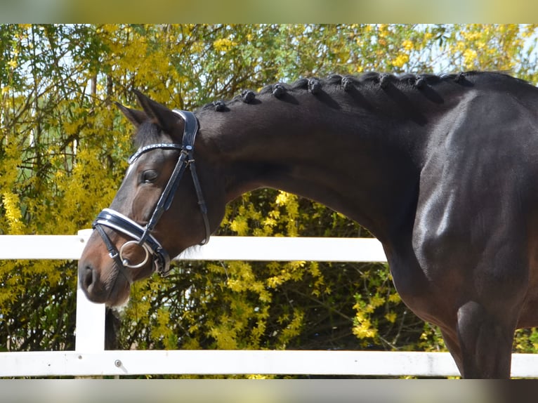 Rhinelander Mare 6 years 16.1 hh Bay-Dark in Schöneck