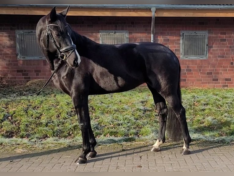 Rhinelander Mare 6 years 16,1 hh Black in Dörverden