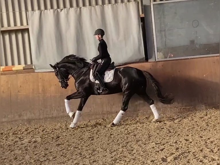 Rhinelander Mare 6 years 16,1 hh Black in Dörverden