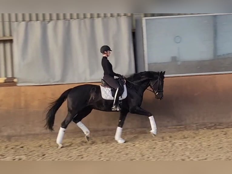 Rhinelander Mare 6 years 16,1 hh Black in Dörverden