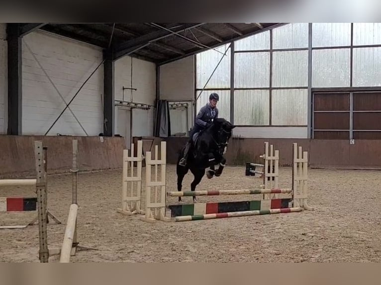 Rhinelander Mare 6 years 16,1 hh Black in Dörverden