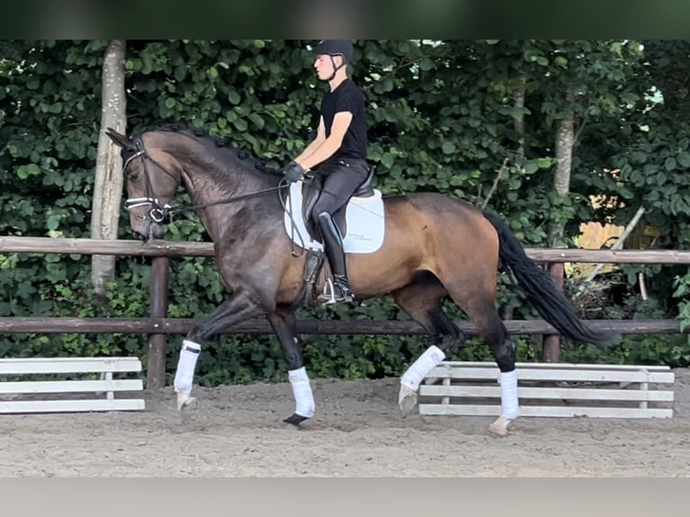 Rhinelander Mare 6 years 16,2 hh Bay-Dark in Verden (Aller