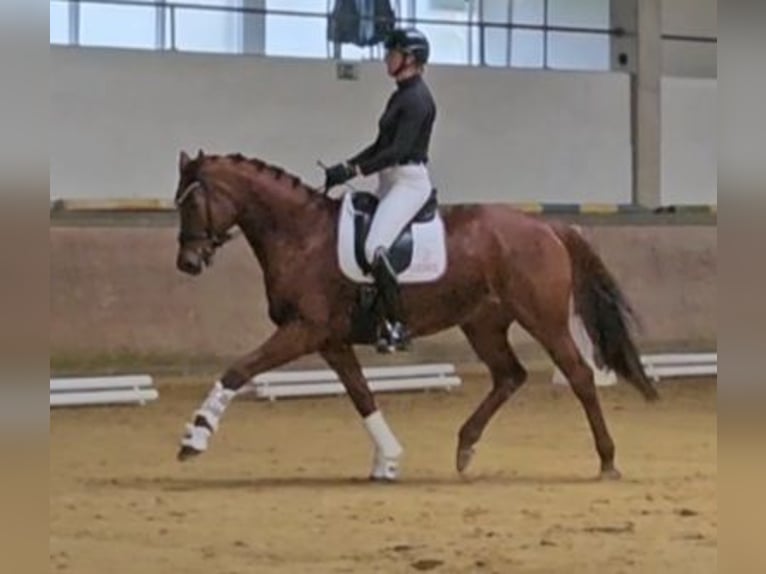 Rhinelander Mare 6 years 16 hh Chestnut-Red in Emmerich