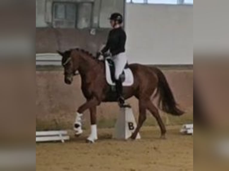 Rhinelander Mare 6 years 16 hh Chestnut-Red in Emmerich