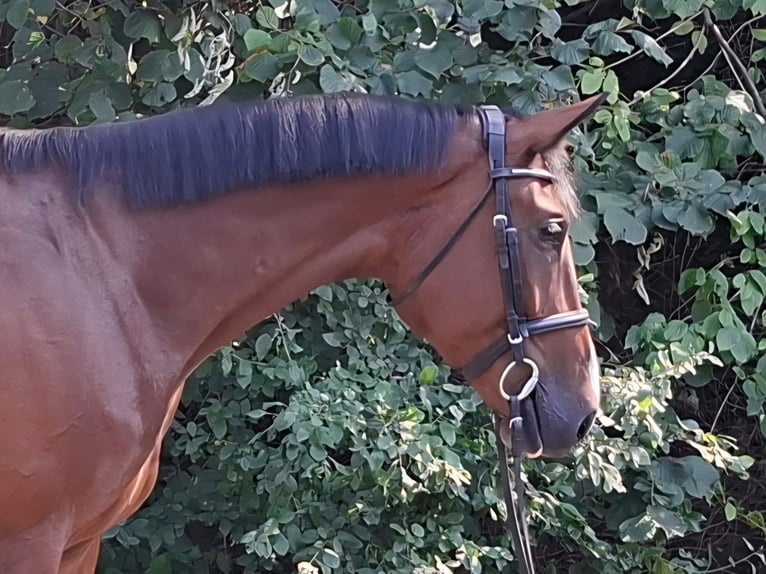 Rhinelander Mare 6 years 17 hh Brown in Geisenfeld