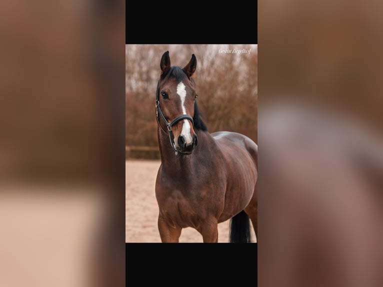 Rhinelander Mare 7 years 15,2 hh Brown in Rommerskirchen