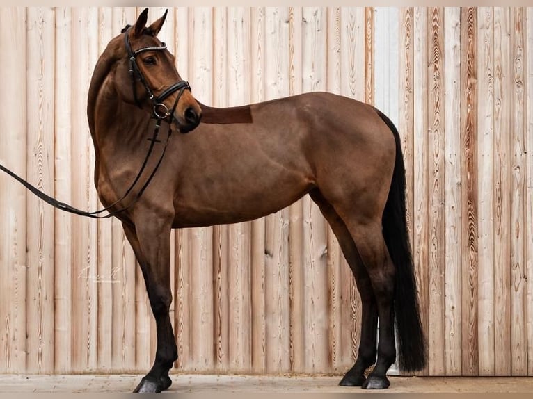 Rhinelander Mare 7 years 16,1 hh Bay-Dark in Heilbronn