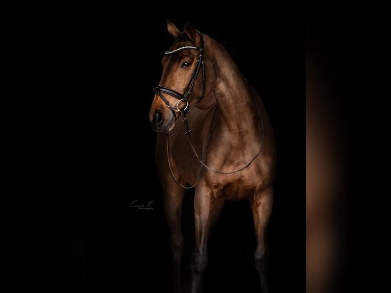 Rhinelander Mare 7 years 16,1 hh Bay-Dark in Heilbronn