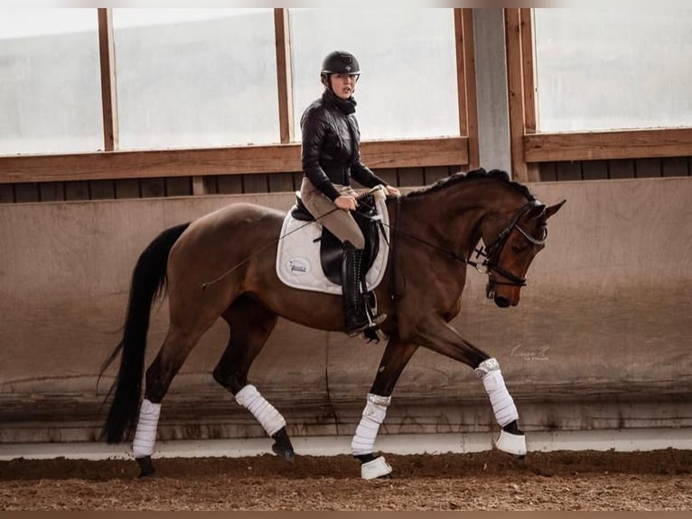 Rhinelander Mare 7 years 16,1 hh Bay-Dark in Heilbronn