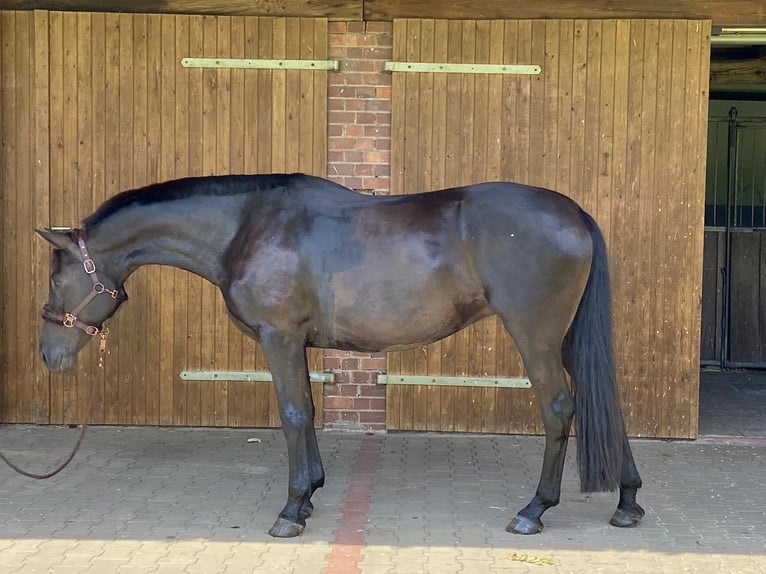 Rhinelander Mare 7 years 16,1 hh Black in Bergen (Dumme) Bergen