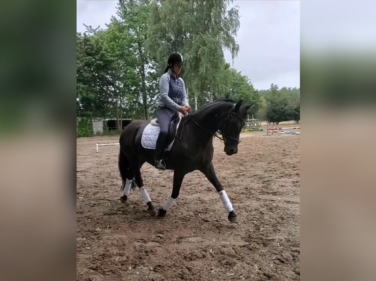 Rhinelander Mare 7 years 16,1 hh Black in Bergen (Dumme) Bergen