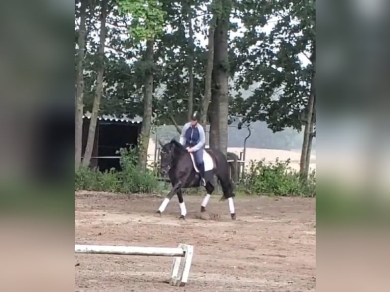 Rhinelander Mare 7 years 16,1 hh Black in Bergen (Dumme) Bergen