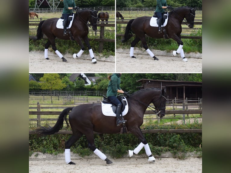 Rhinelander Mare 7 years 16,1 hh Black in Ratingen