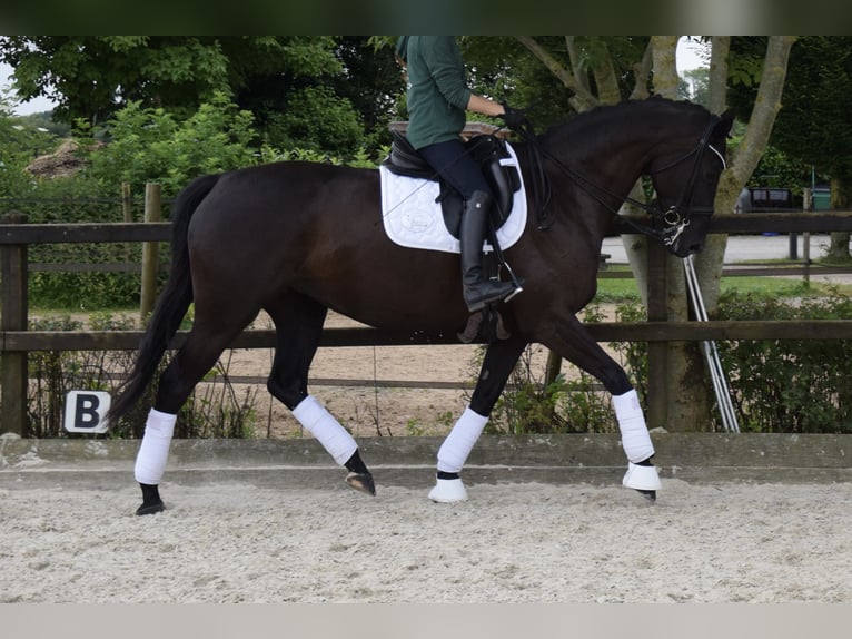 Rhinelander Mare 7 years 16,1 hh Black in Ratingen