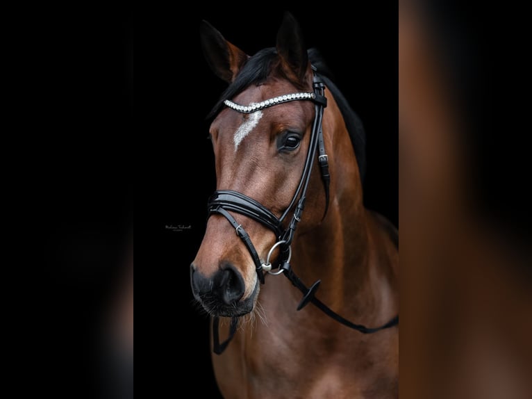 Rhinelander Mare 7 years 16,1 hh Brown in Wesel