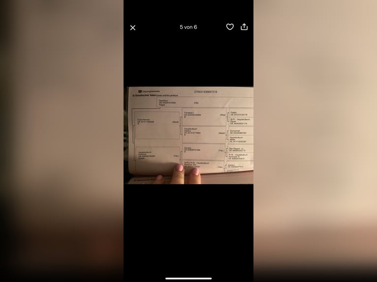 Rhinelander Mare 7 years 16 hh Brown in Biringen