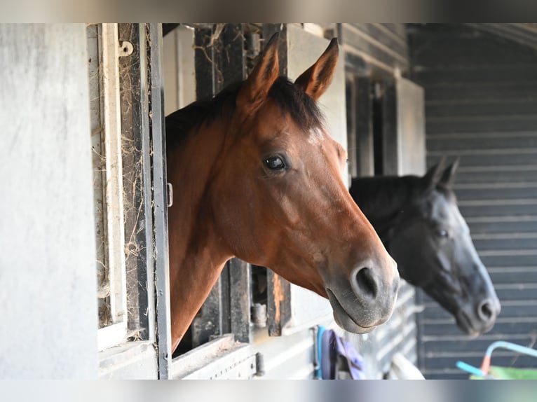 Rhinelander Mare 7 years 16 hh Brown in Dassendorf