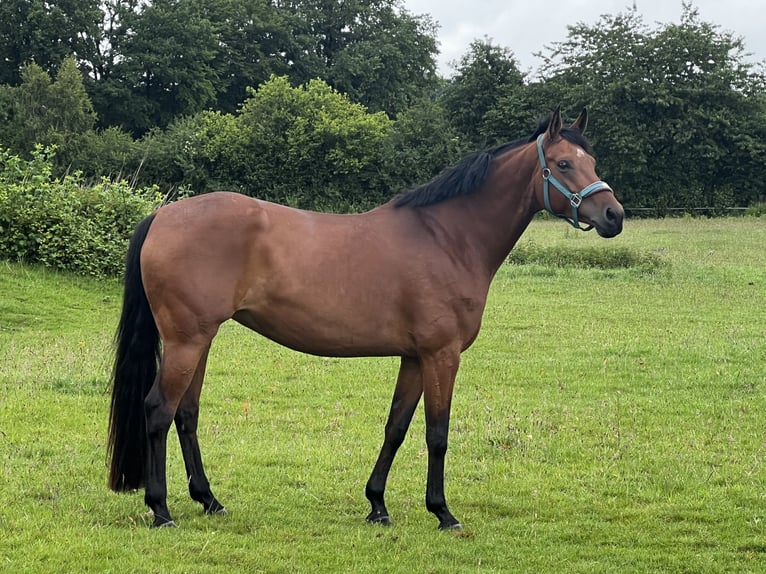Rhinelander Mare 7 years 16 hh Brown in Dassendorf
