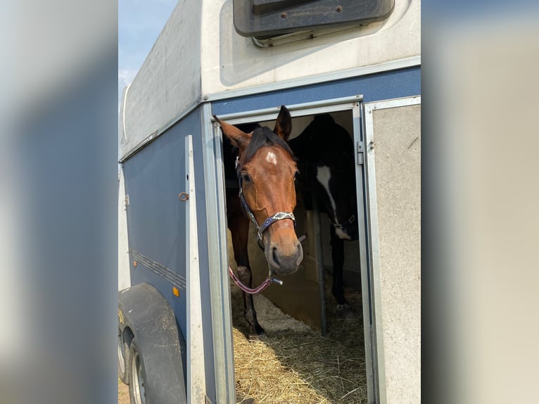 Rhinelander Mare 7 years 16 hh Brown in Erftstadt