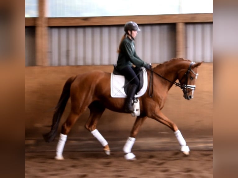 Rhinelander Mare 7 years 16 hh Chestnut-Red in Fredenbeck