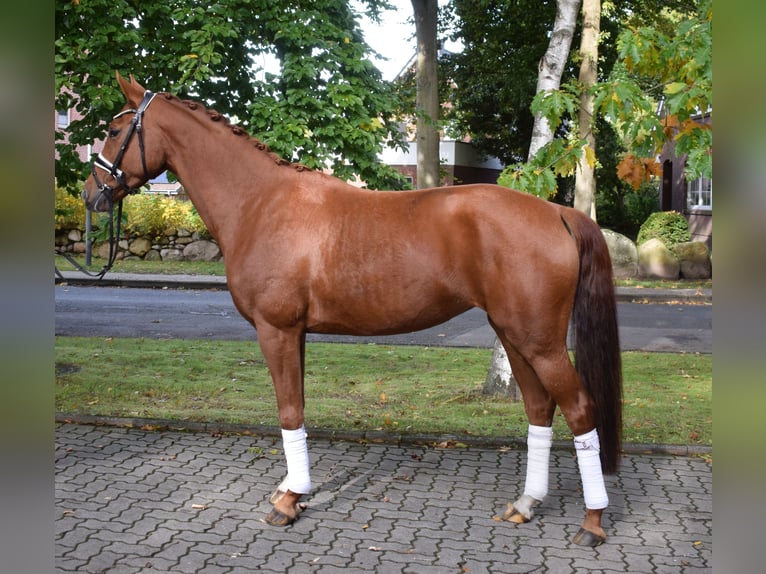 Rhinelander Mare 7 years 16,1 hh Chestnut-Red in Fredenbeck
