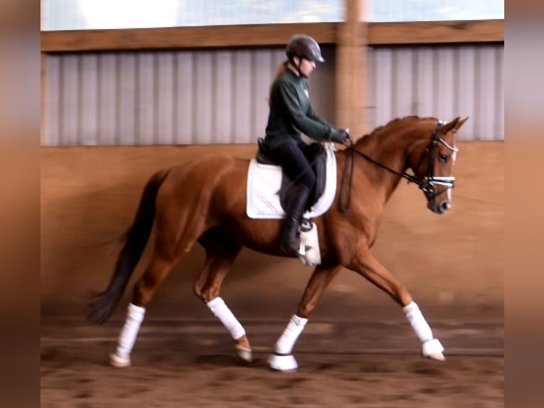 Rhinelander Mare 7 years 16,1 hh Chestnut-Red in Fredenbeck