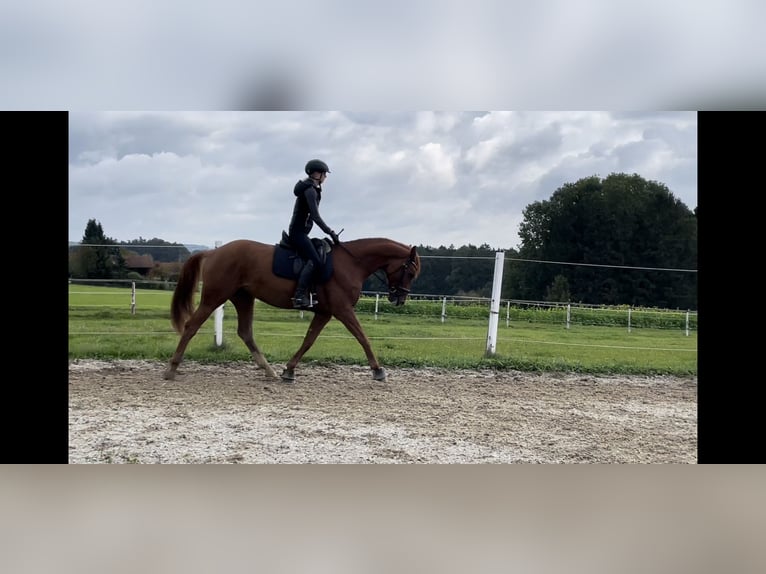 Rhinelander Mare 8 years 15,2 hh Chestnut-Red in Simbach am Inn