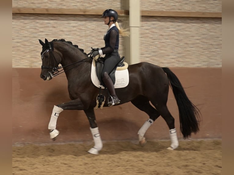 Rhinelander Mare 8 years 16.1 hh Chestnut in Wehringen