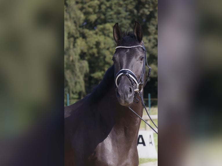 Rhinelander Mare 8 years 16 hh Black in Kempen