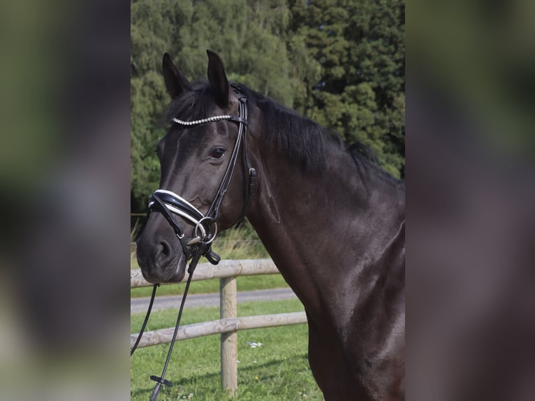 Rhinelander Mare 8 years 16 hh Black in Kempen