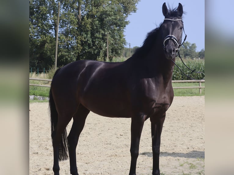 Rhinelander Mare 8 years 16 hh Black in Kempen