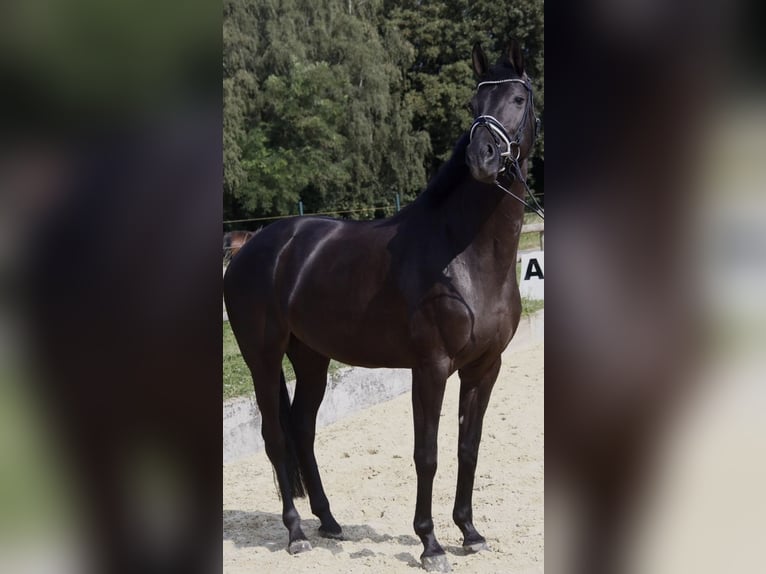 Rhinelander Mare 8 years 16 hh Black in Kempen