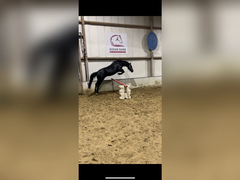 Rhinelander Mare 8 years 16 hh Black in Schermbeck