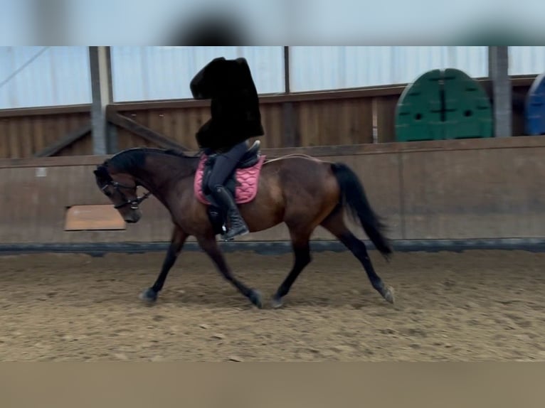 Rhinelander Mare 8 years 16 hh Brown in Gevelsberg