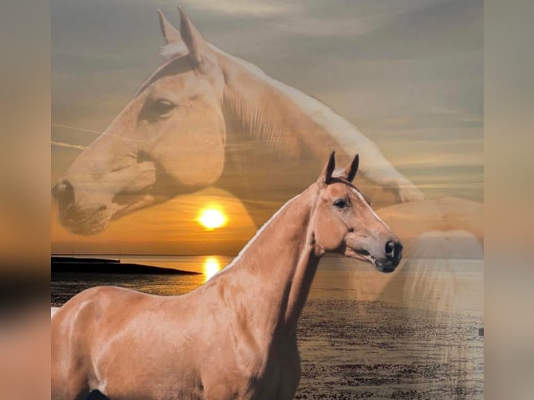 Rhinelander Mare 8 years 16 hh Palomino in Steinau