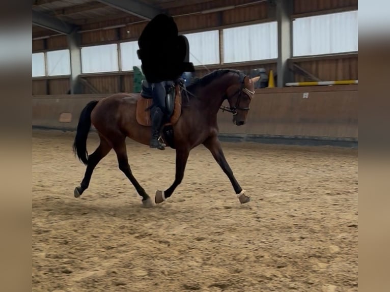 Rhinelander Mare 8 years 16,1 hh Brown in Gevelsberg