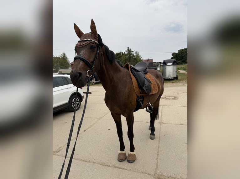 Rhinelander Mare 8 years 16,1 hh Brown in Gevelsberg