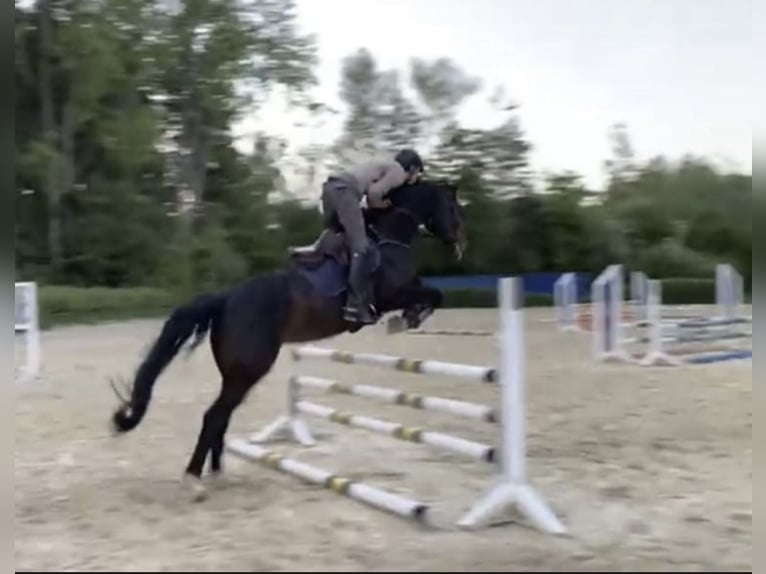 Rhinelander Mare 8 years 16,2 hh Smoky-Black in Windhagen