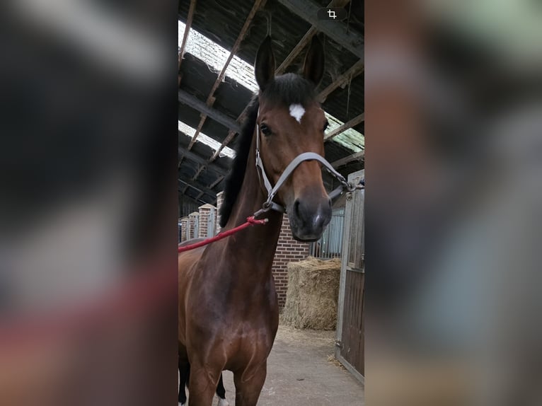 Rhinelander Mare 9 years 15.3 hh Brown in Baesweiler