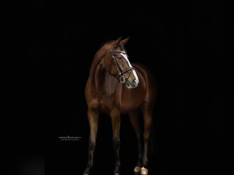 Rhinelander Mare 9 years 16.1 hh Chestnut in Weitersweiler