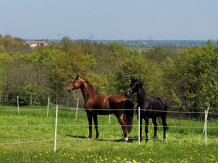 Rhinelander Mare 9 years 16,3 hh Black in Dresden Gompitz