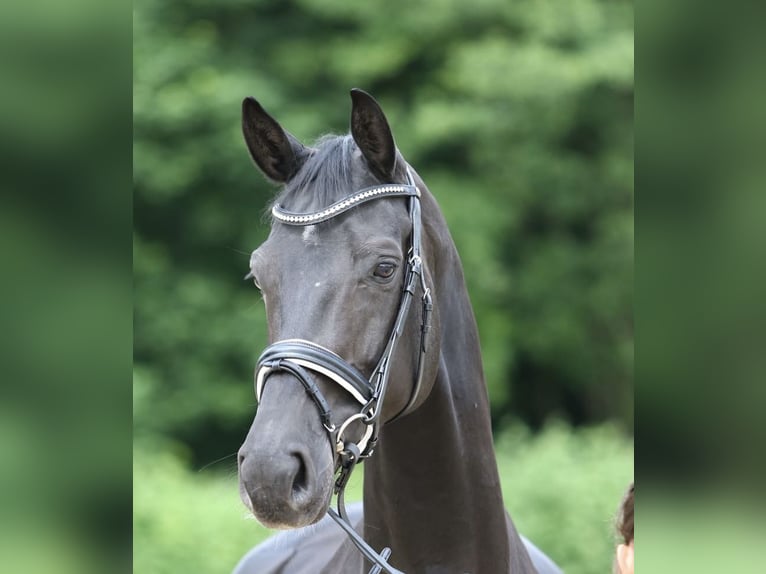 Rhinelander Mare 9 years 16,3 hh Black in Dresden Gompitz