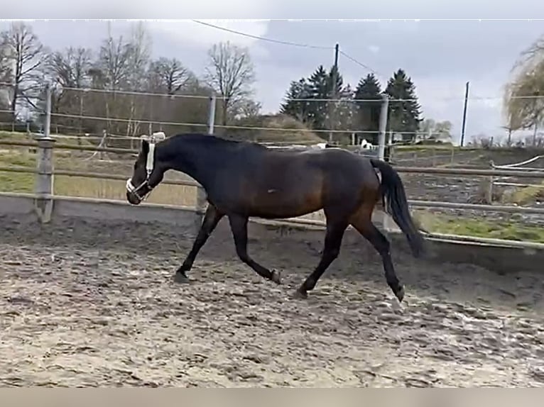 Rhinelander Mare 9 years 16 hh Bay-Dark in Wetter (Ruhr)