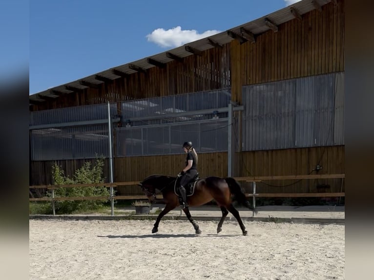 Rhinelander Mare 9 years 16 hh Bay-Dark in Wetter (Ruhr)