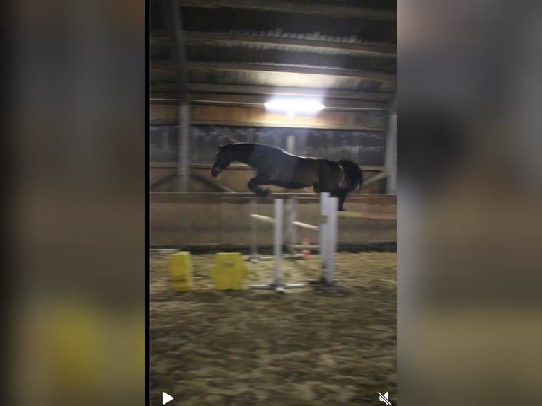 Rhinelander Mare 9 years 16 hh Bay-Dark in Wetter (Ruhr)