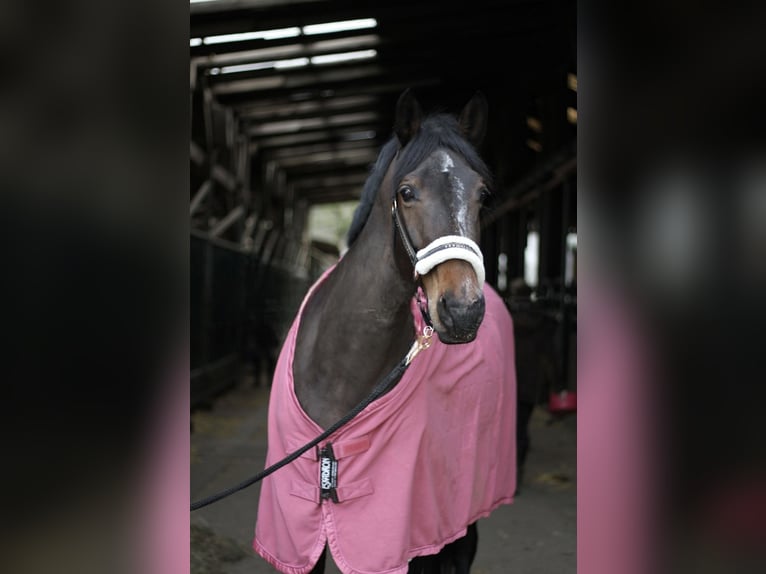 Rhinelander Mare 9 years 16 hh Bay-Dark in Wetter (Ruhr)