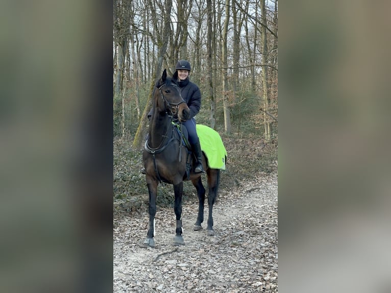 Rhinelander Mare 9 years 16 hh Bay-Dark in Wetter (Ruhr)